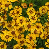 Sneezeweed